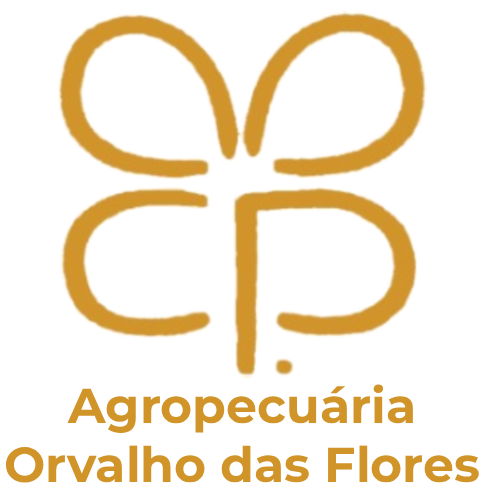 Orvalho